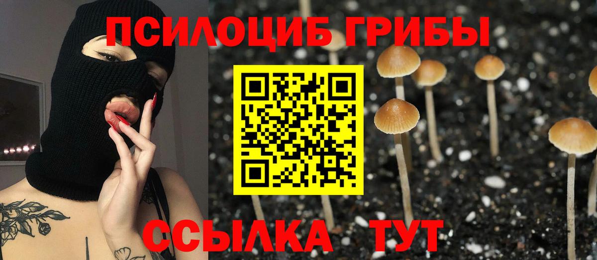Псилоцибиновые грибы Psilocybe  цены   Можга  Вход с VPN 